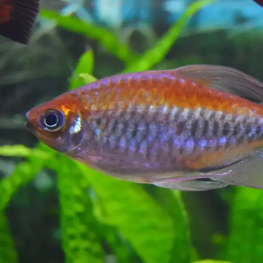 Silver and orange fish with a long tail swims right against a green background with other fish